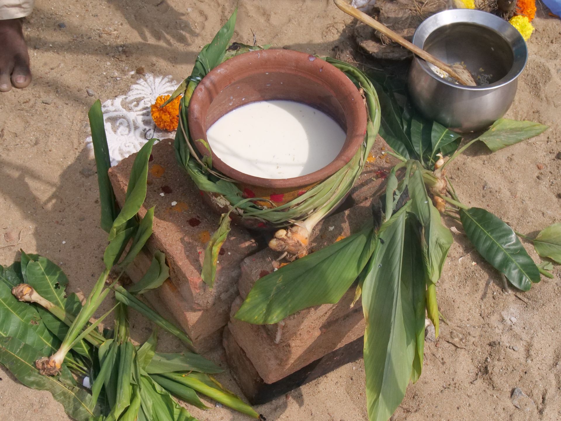Pongal Festival